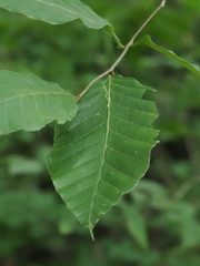 Fagus crenata