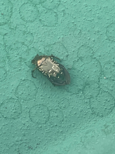 Oriental Flower Beetle