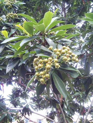 Flacourtia rukam