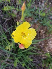 Oenothera grandis