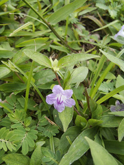 Ruellia repens