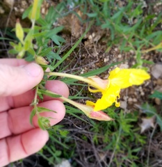 Oenothera grandis