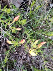 Oenothera grandis