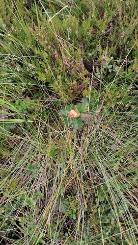 cloudberry