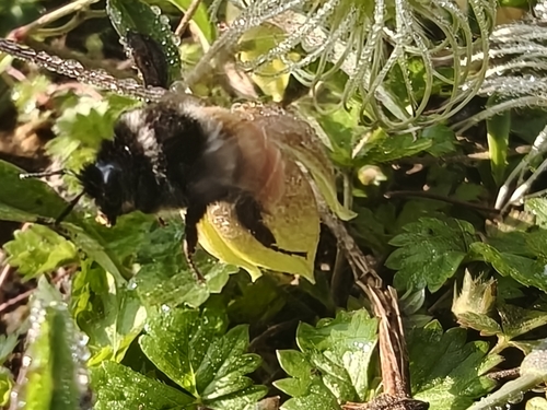Fiery-bodied Bumble Bee