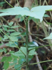 Kalopanax septemlobus, photograph (c) ITÔ, Hiroki, some rights reserved (CC BY)