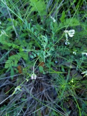 Astragalus nuttallianus austrinus