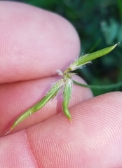 Astragalus nuttallianus austrinus