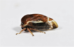 Xantholobus lateralis