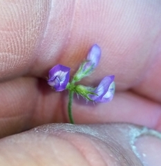 Astragalus nuttallianus austrinus
