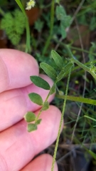 Astragalus nuttallianus austrinus