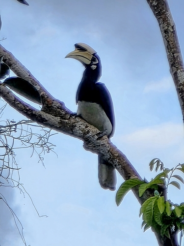 Oriental Pied Hornbill