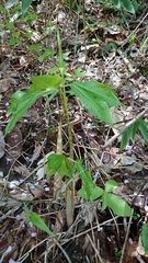 Arisaema serratum