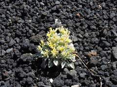 Physaria newberryi