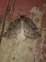 Spodolepis substriataria