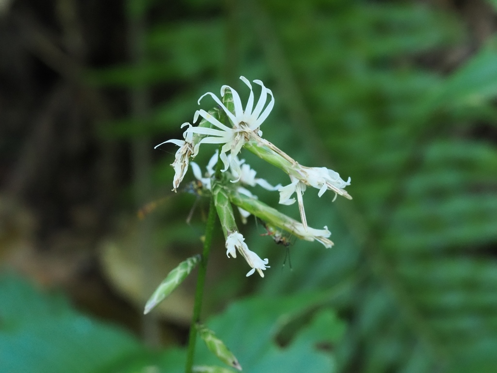 Ainsliaea acerifolia; photograph (c) ITÔ, Hiroki, some rights reserved (CC BY)