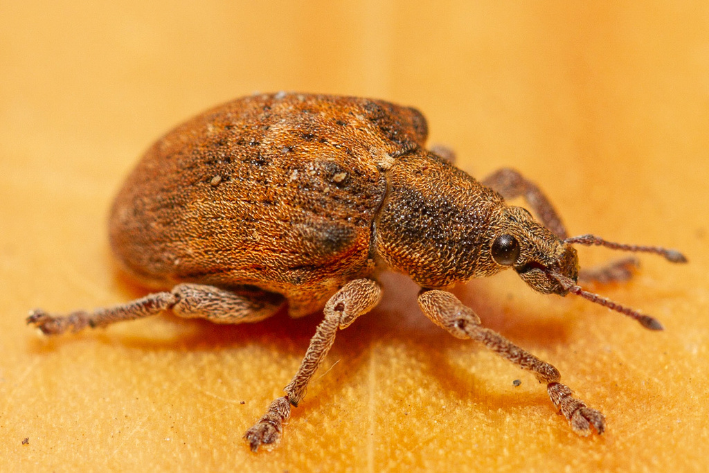 Gonipterus platensis