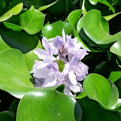 Pontederia crassipes