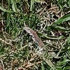 Aspidoscelis gularis