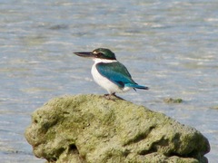 Todiramphus chloris davisoni