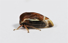 Xantholobus lateralis