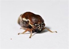 Xantholobus lateralis