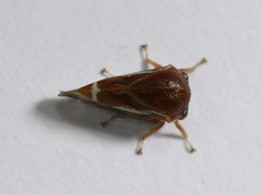 Xantholobus lateralis