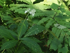Hydrangea alternifolia, photograph ITÔ, Hiroki, CC BY, iNaturalist via GBIF