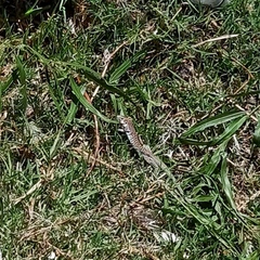 Aspidoscelis gularis