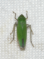 Draeculacephala inscripta