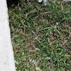 Aspidoscelis gularis