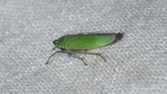 Draeculacephala inscripta