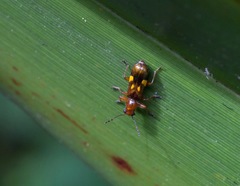 Phymatophaea guttigera