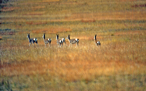 Tibetan Gazelle