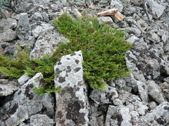 Microbiota decussata