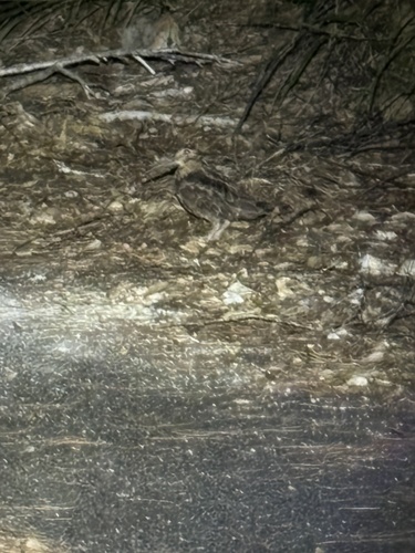 Amami Woodcock (Scolopax mira), photo 2