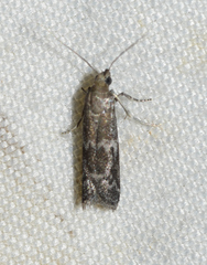 Eurythmia angulella