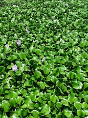 Pontederia crassipes