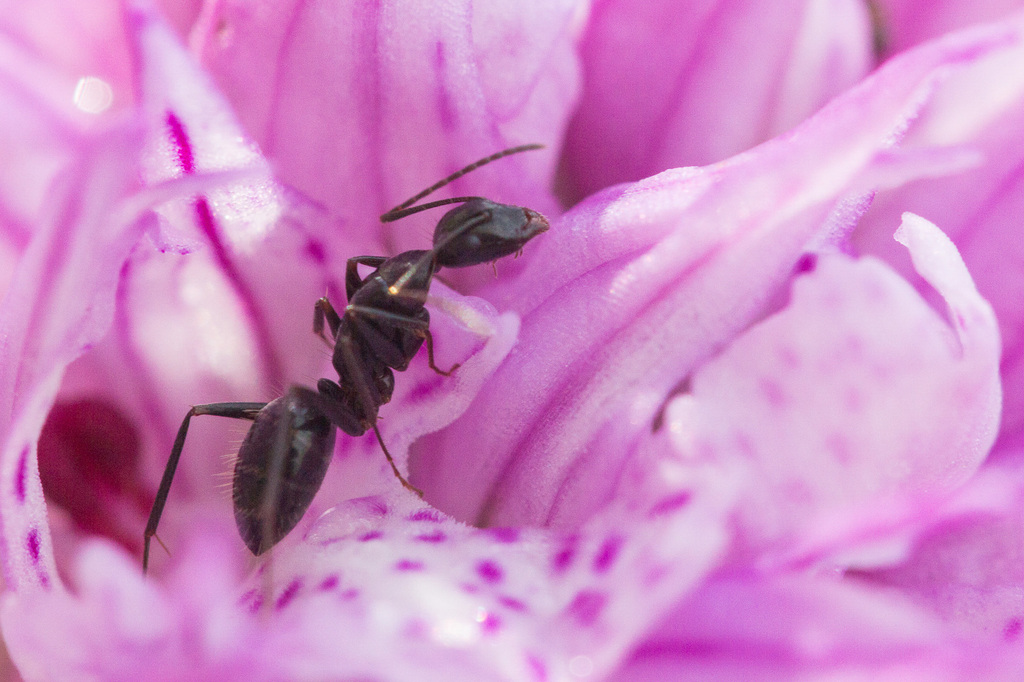 Aethiops-group Carpenter Ants