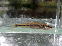 Notropis heterolepis