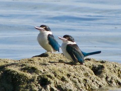 Todiramphus chloris davisoni