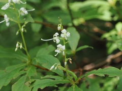 Elliottia paniculata, photograph (c) ITÔ, Hiroki, some rights reserved (CC BY)