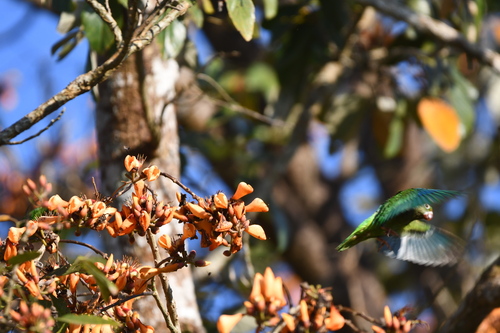 Tui Parakeet (Brotogeris sanctithomae), photo 10