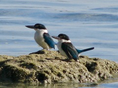 Todiramphus chloris davisoni