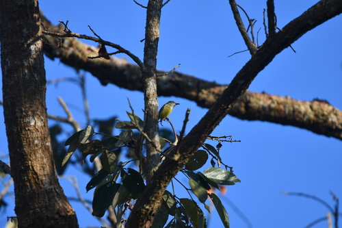 Spotted Tody-Flycatcher (Todirostrum maculatum), photo 6
