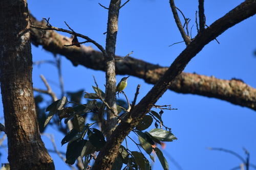 Spotted Tody-Flycatcher (Todirostrum maculatum), photo 7