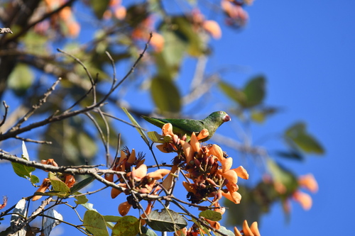 Tui Parakeet (Brotogeris sanctithomae), photo 9