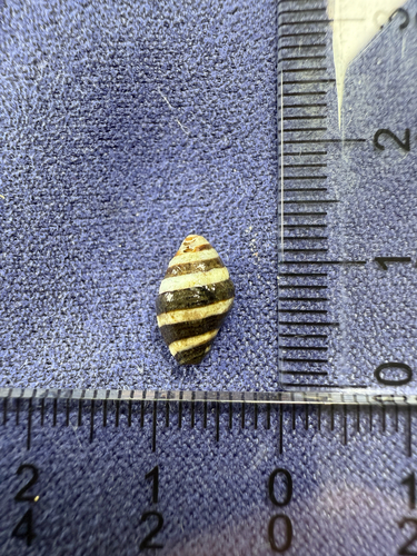 Engina mendicaria observed 2026-08-07