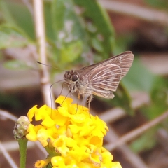 Vehilius stictomenes stictomenes