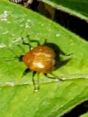 Attelabinae